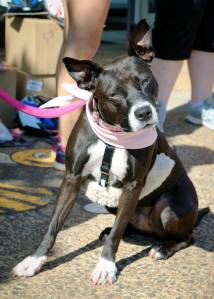 19092599_1908229046119141_3705238601226077012_o